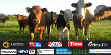 fef ევროკავშირი საქართველოს 2 ძროხისთვის გადასახადის გადახდას არ ავალდებულებს