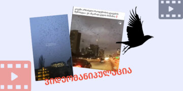 videomanipulatsia qhvavebi ru 1 სად არის გადაღებული და რას უკავშირდება ფრინველების გუნდის ვიდეო?