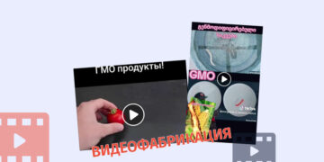 CHto proishodit s geneticheski modifitsirovannymi pomidorami i pshenitsej v vode Что происходит с генетически модифицированными помидорами и пшеницей в воде?