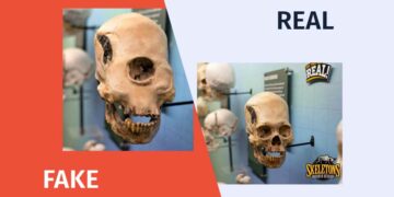 Photofabrication about the Skull Discovered in the US Photofabrication about the Skull Discovered in the US
