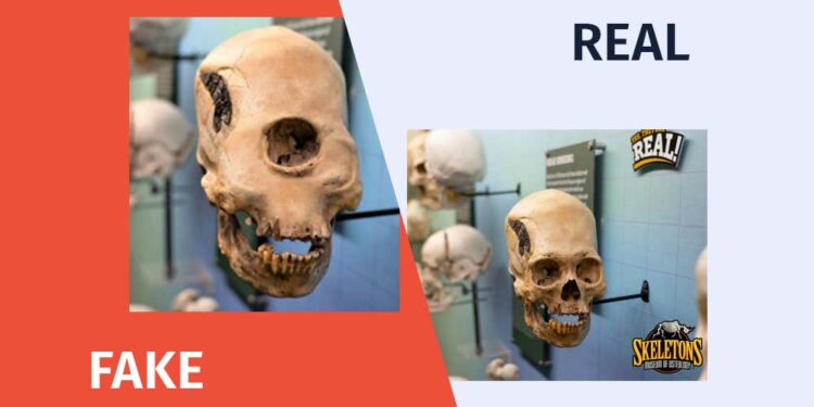 Photofabrication about the Skull Discovered in the US Factchecker DB